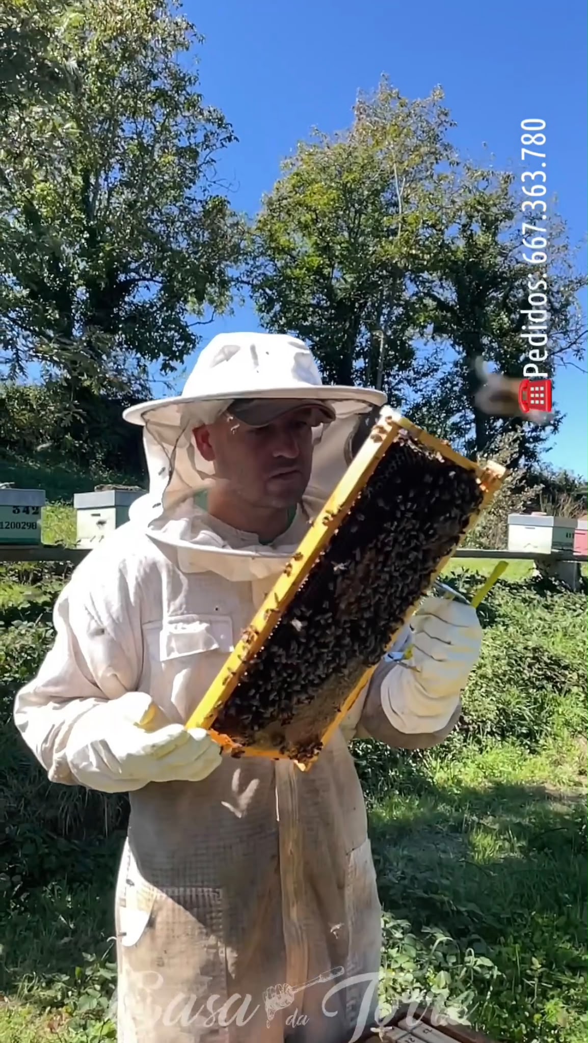 Revisando panal de abejas y cría de cara al invierno