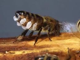 El Secreto de la cera pura: De las abejas a la caldera y de vuelta al Panal