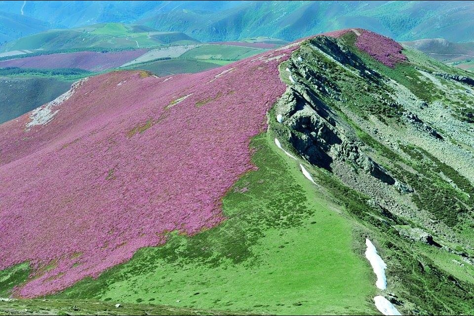 El brezo y la miel: una alianza natural en la montaña