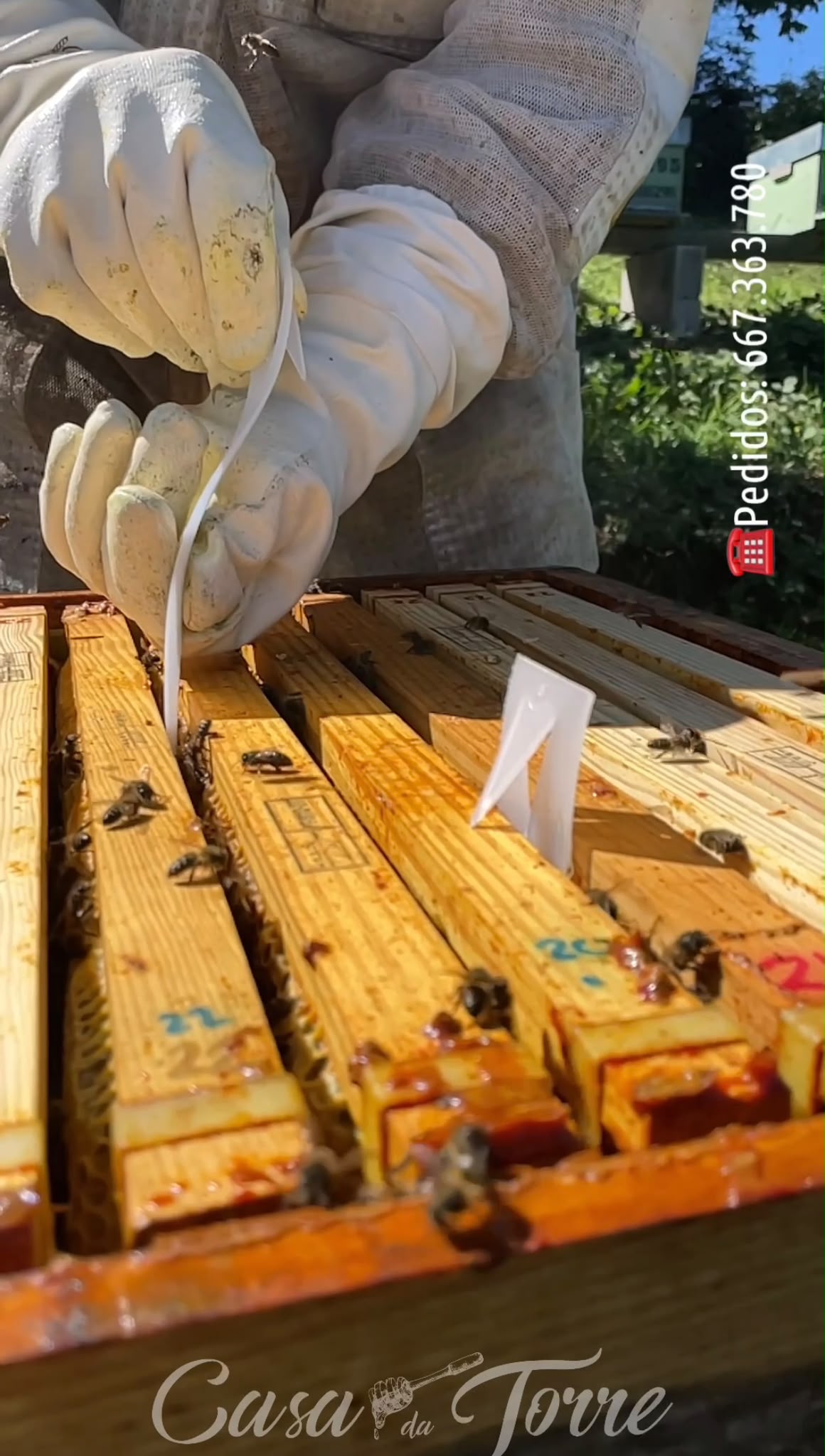 Cómo preparamos nuestras colmenas para el invierno: tratamiento con Apivar