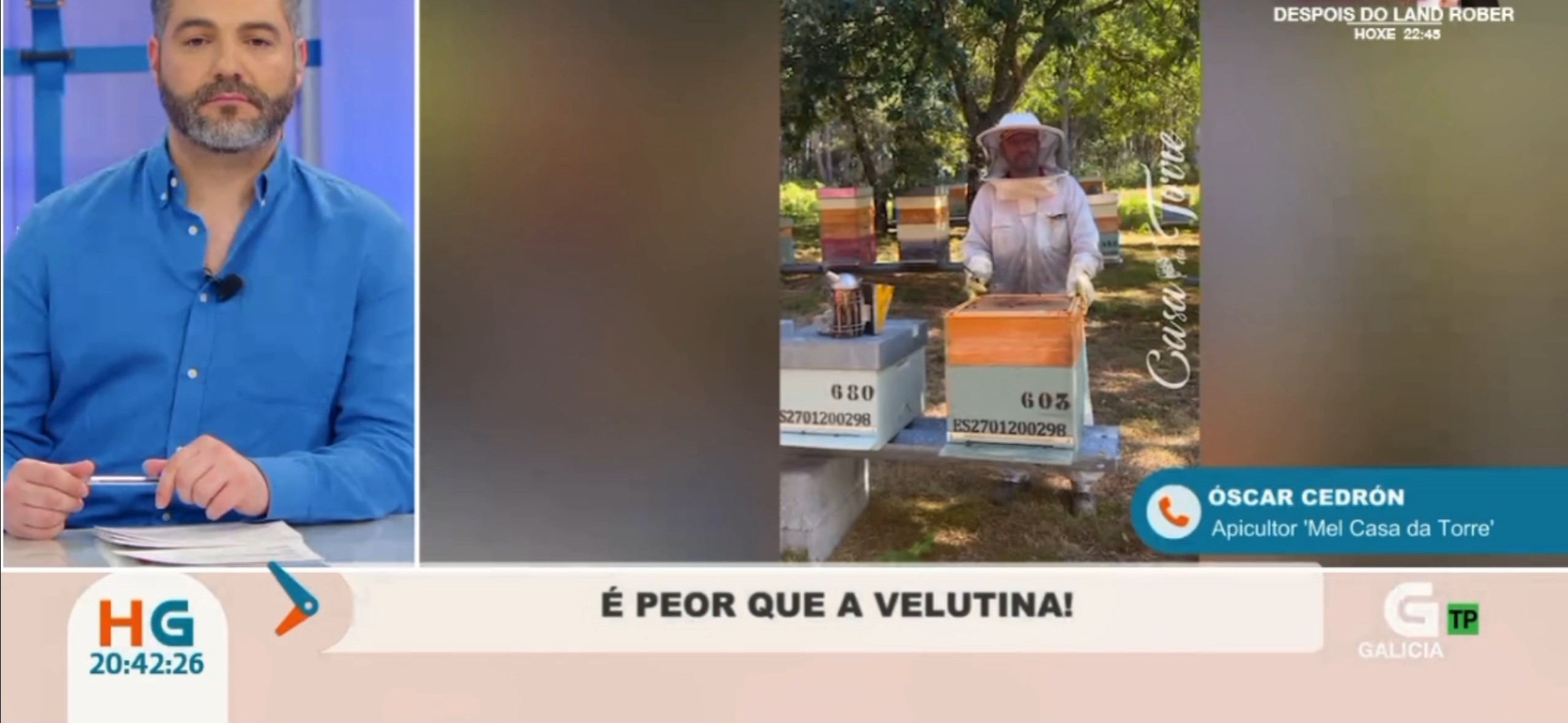 Cómo afecta la varroa a las abejas