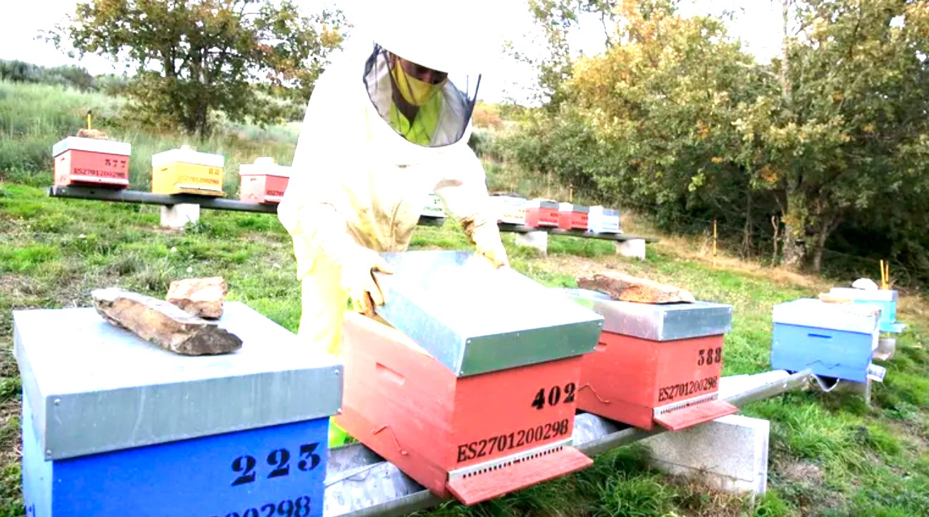 Las vacaciones, en el monte para cuidar colmenas y preparar miel