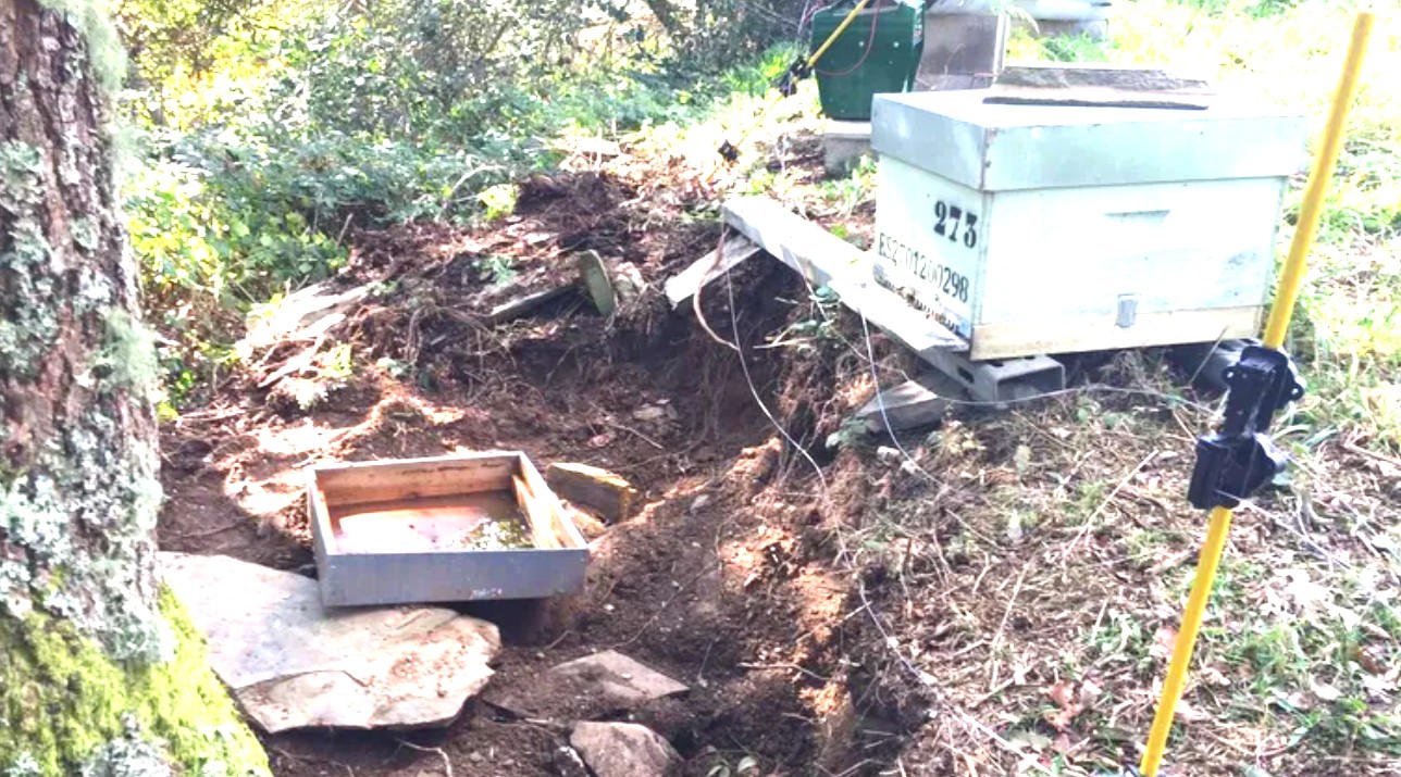 Un oso daña colmenas en Cervantes tras hacer un agujero bajo el pastor eléctrico